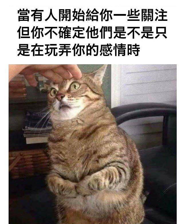 from 猫猫窝🐈🐈‍⬛from 猫猫窝🐈🐈‍⬛