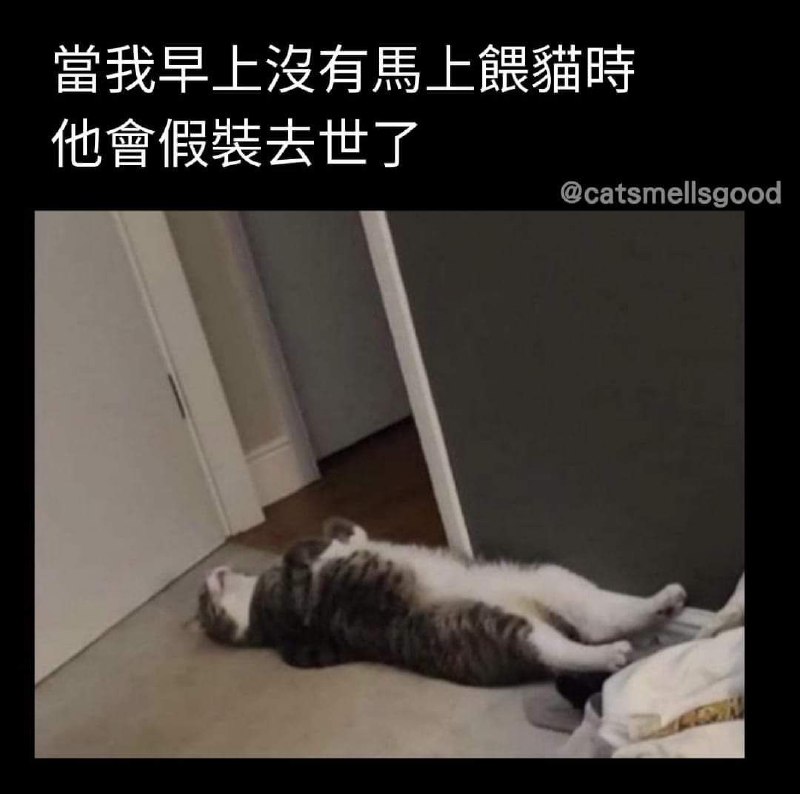 from 猫猫窝🐈🐈‍⬛️