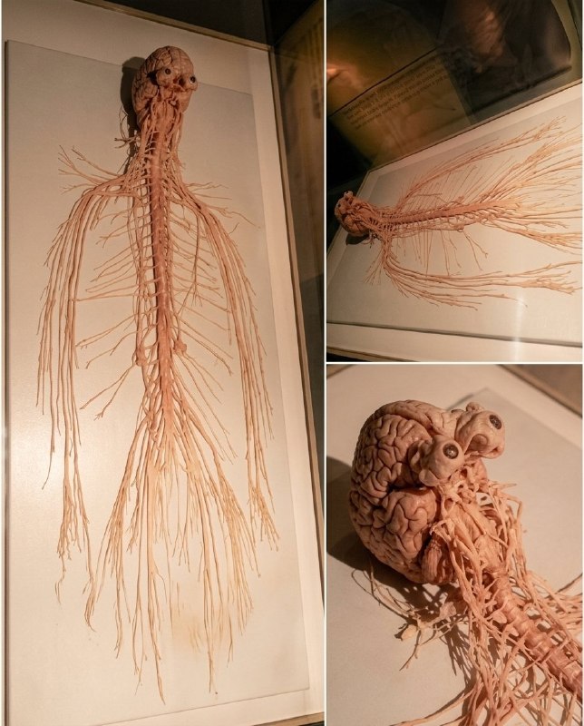 这个东西一直住在你们的身体里，控制着你们的一切......