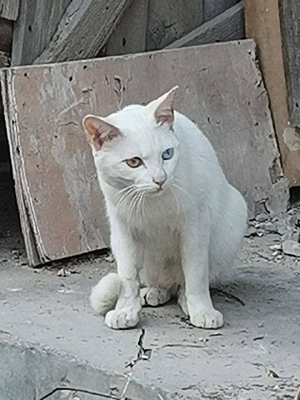 异瞳小猫from 高坂 麗奈 via 高坂 麗奈异瞳小猫from 高坂 麗奈 via 高坂 麗奈