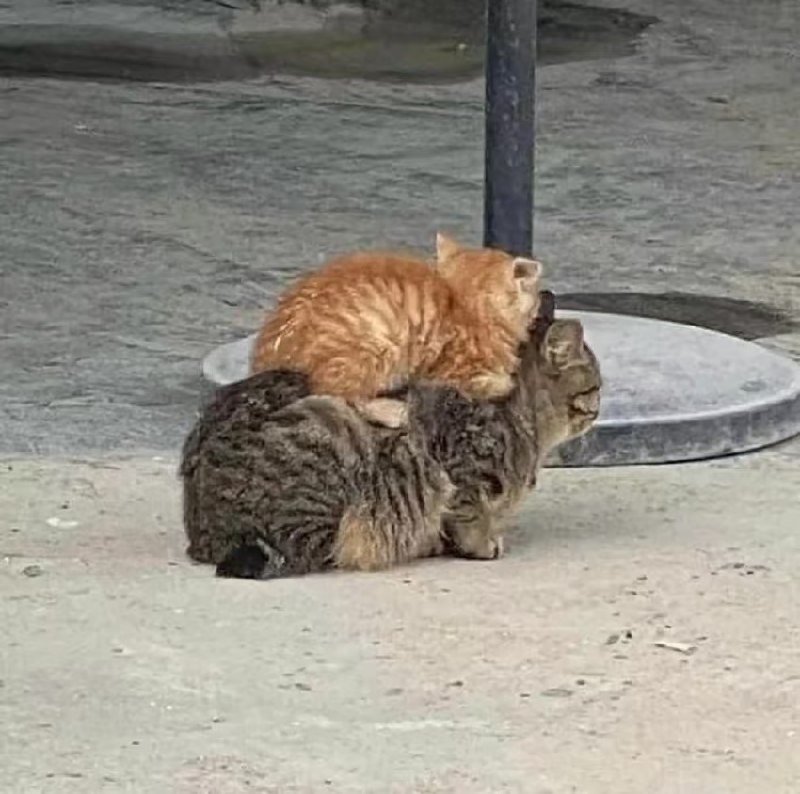 叠猫猫via Jasper Jett