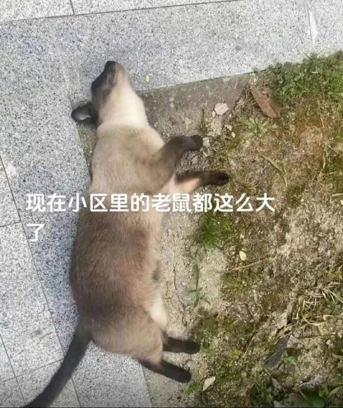 via 8号沙雕网友