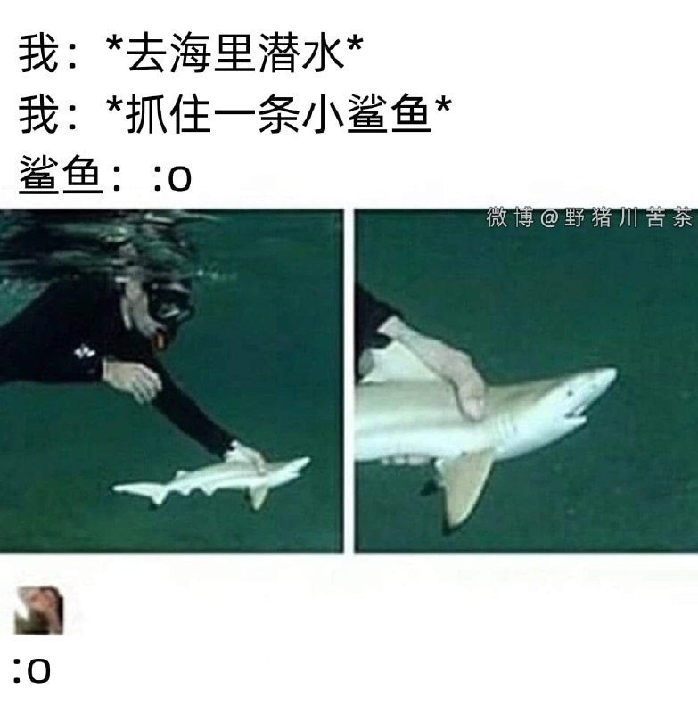 from 美图与沙雕