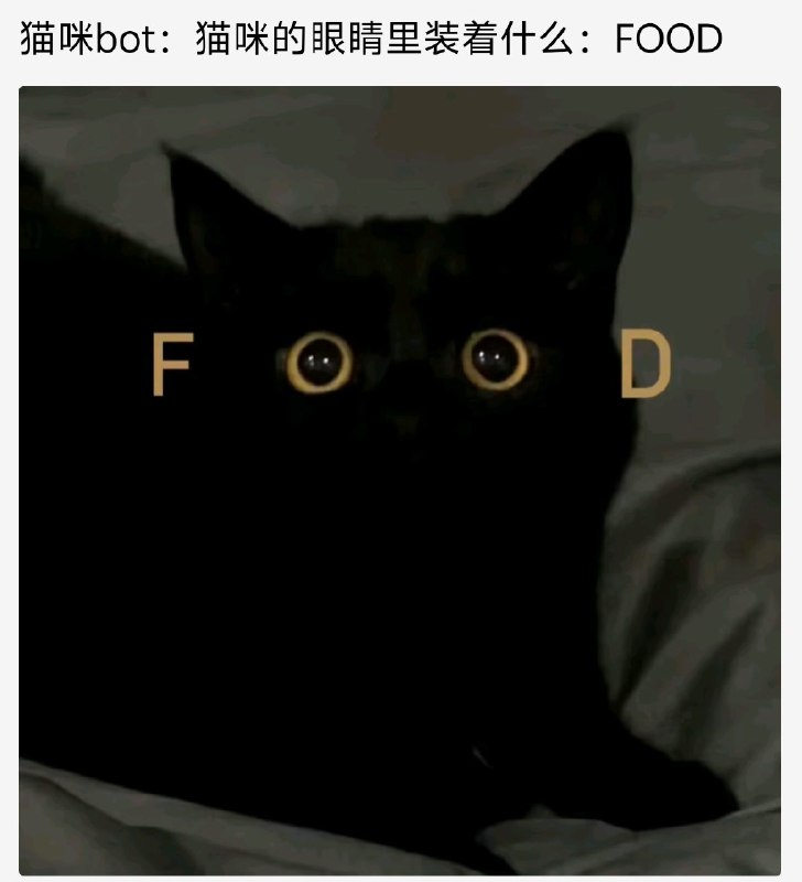 from 猫猫窝🐈🐈‍⬛️