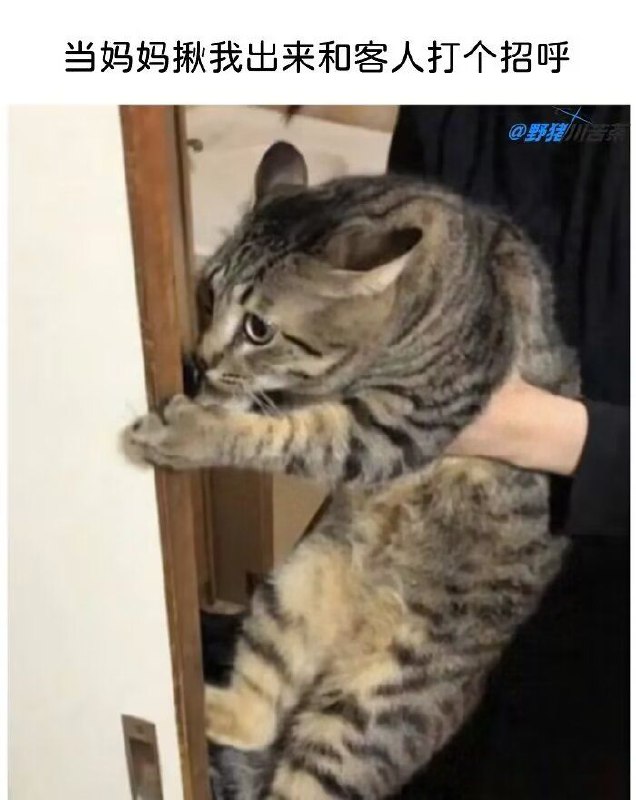 from 猫猫窝🐱