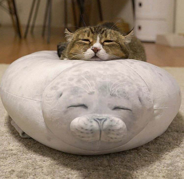 from 猫猫窝🐈🐈‍⬛from 猫猫窝🐈🐈‍⬛