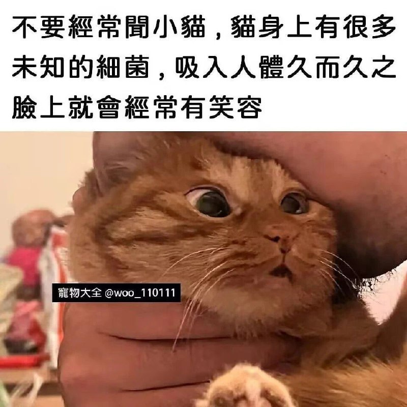 from 猫猫窝🐱