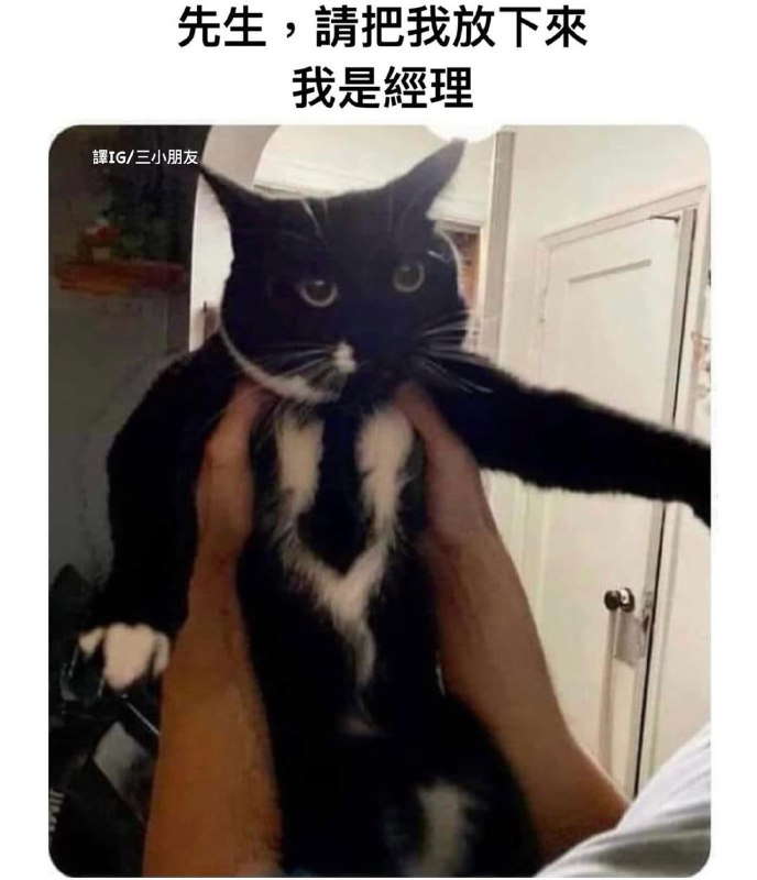 😁from 仿生猫猫是否会吃到电子鱼