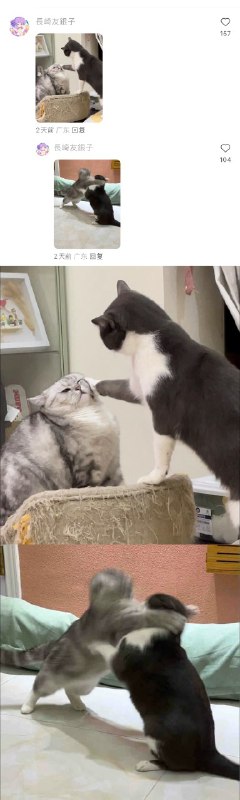 #猫猫头 大战 一触即发！👊#猫猫头 大战 一触即发！👊
