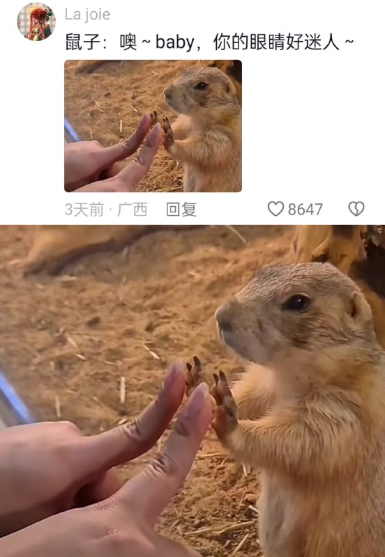 这是在和土拨鼠签订契约吗这是在和土拨鼠签订契约吗