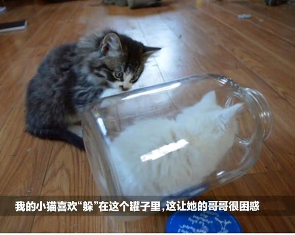 猫猫meme整合from 猫猫窝🐈🐈‍⬛️猫猫meme整合from 猫猫窝🐈🐈‍⬛️