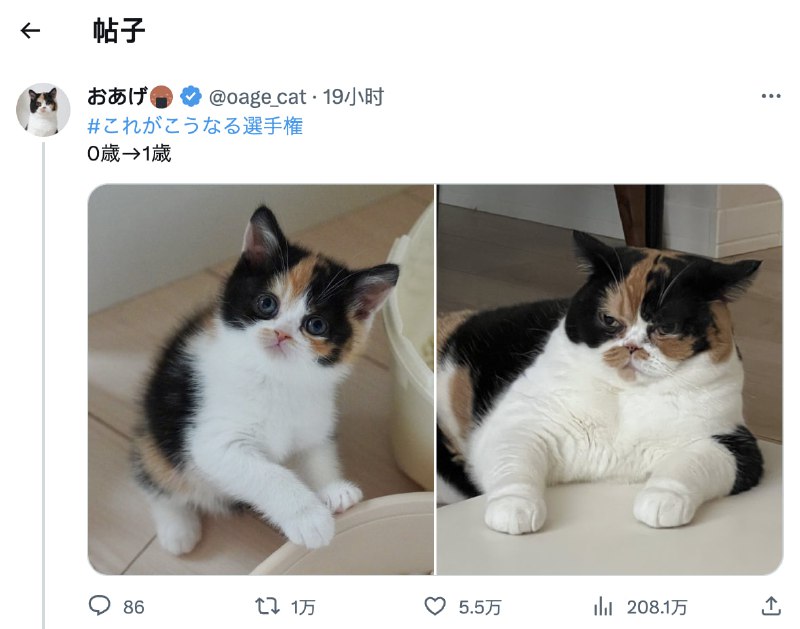 0岁→1岁的猫猫