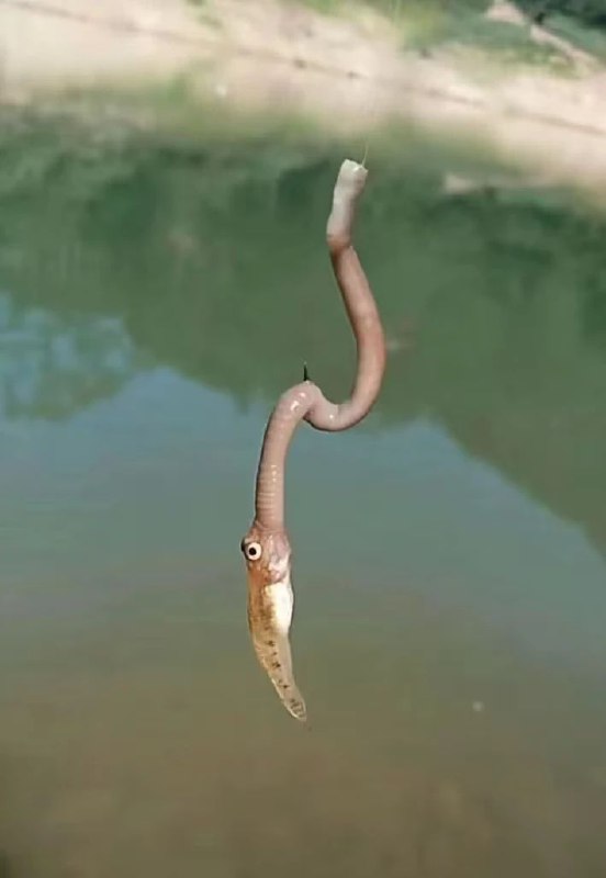有口
