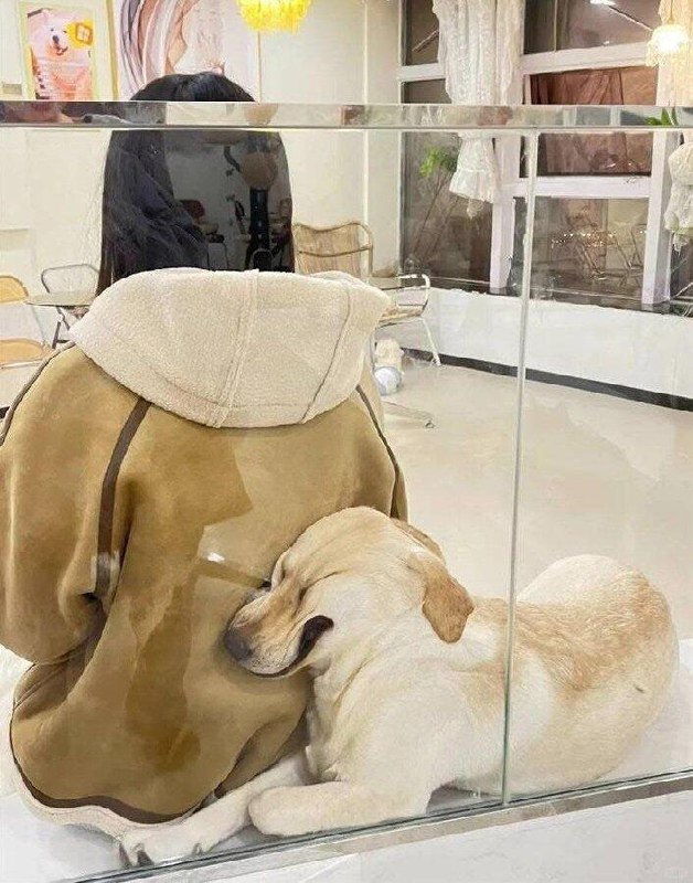 #狗狗from 平壤卫视 via DECADE