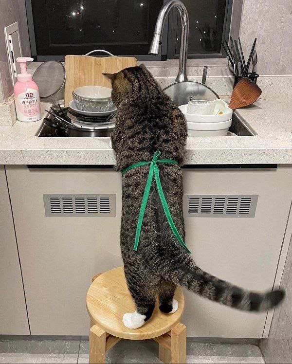 from 摸凹 猫🐱from 摸凹 猫🐱