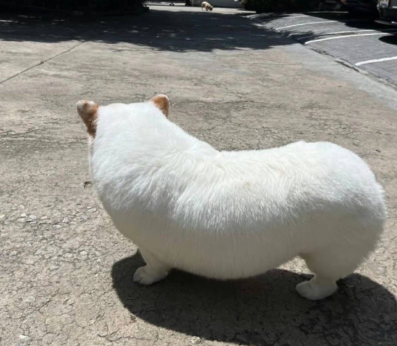 #狗子 完美弧度from 奇趣百科💥#狗子 完美弧度from 奇趣百科💥