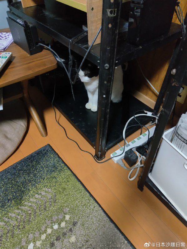 猫猫叼来了一只老鼠
