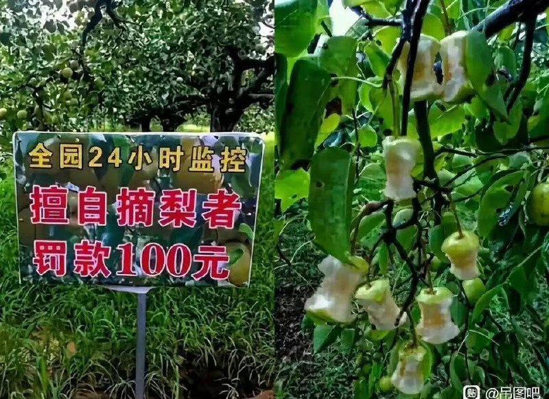 from 平壤卫视