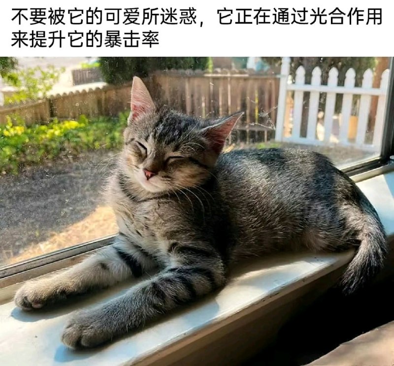 这是猫猫，它正在进行光合作用from 猫猫窝🐱这是猫猫，它正在进行光合作用from 猫猫窝🐱