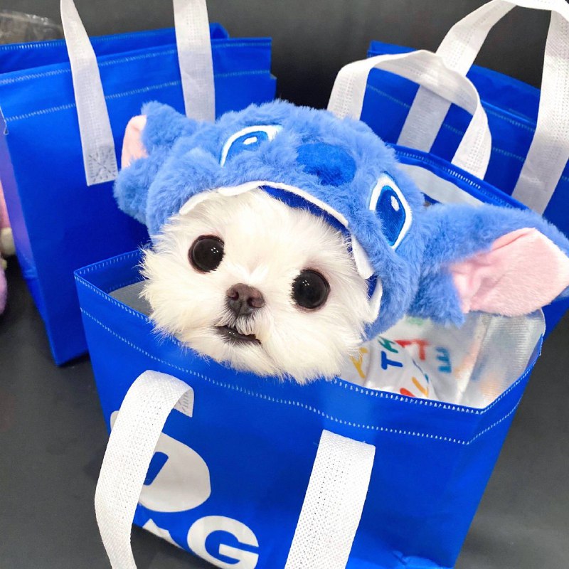 快来收下你的蓝色小宝宝🥰from 可爱小狗快来收下你的蓝色小宝宝🥰from 可爱小狗