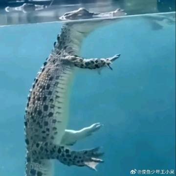 都在吐槽哥斯拉在海里是怎么样的 真相来了都在吐槽哥斯拉在海里是怎么样的 真相来了