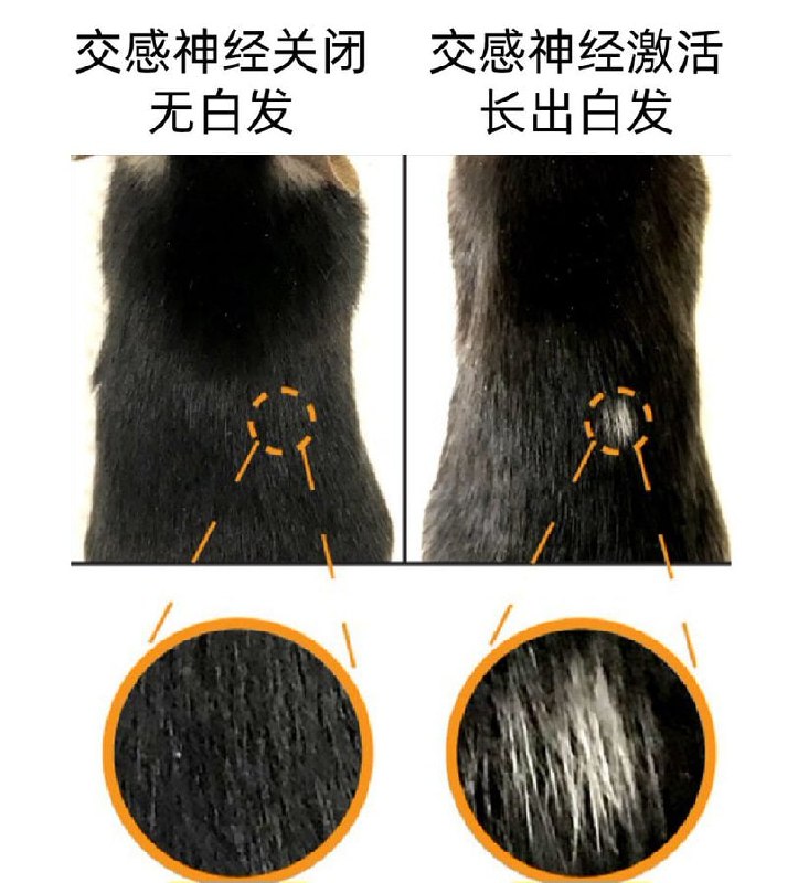 【背包药客】一项发表在权威科学期刊《Nature》上的动物研究，发现了其中的秘密
