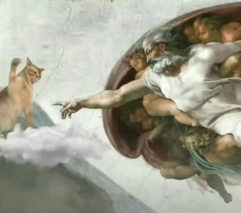 #猫猫from 平壤卫视