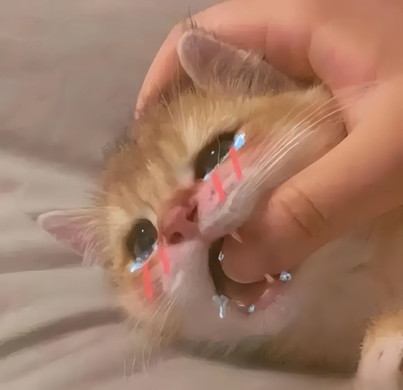 from 猫猫窝🐈🐈‍⬛️