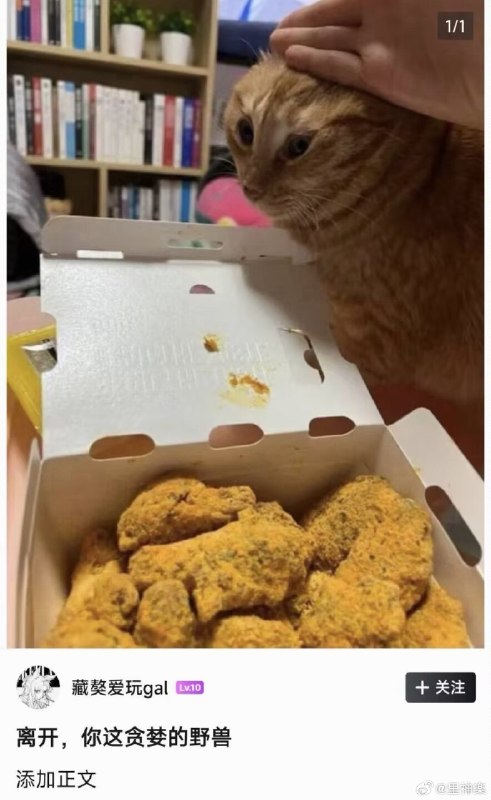 杯面骑士