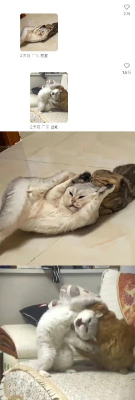 #猫猫头 大战 一触即发！👊#猫猫头 大战 一触即发！👊