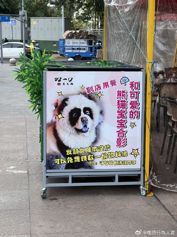 《熊猫》🤣《熊猫》🤣