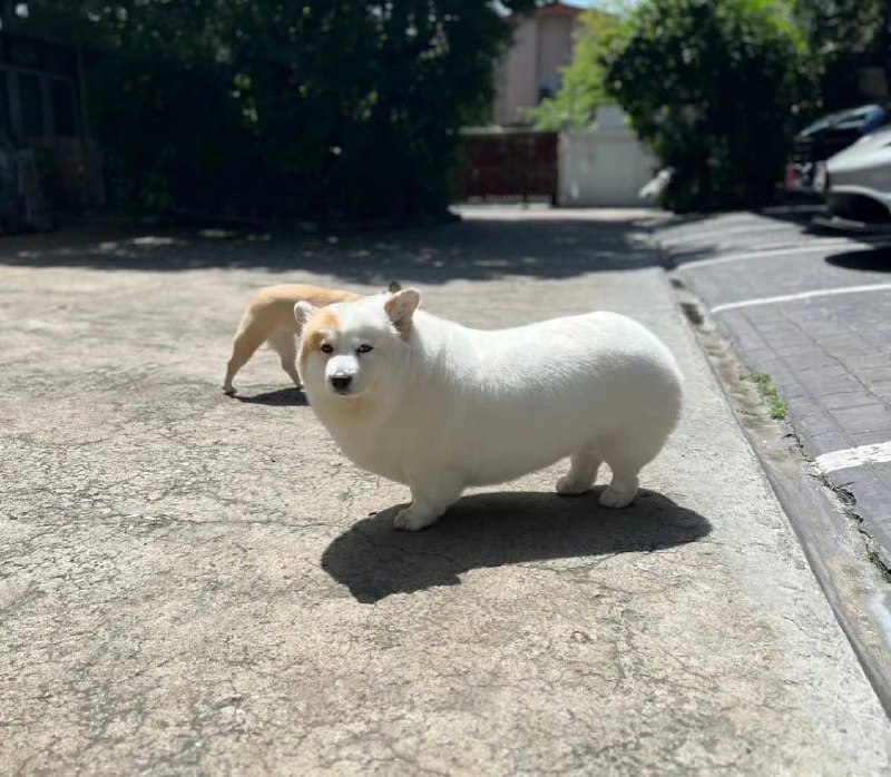 #狗子 完美弧度from 奇趣百科💥#狗子 完美弧度from 奇趣百科💥