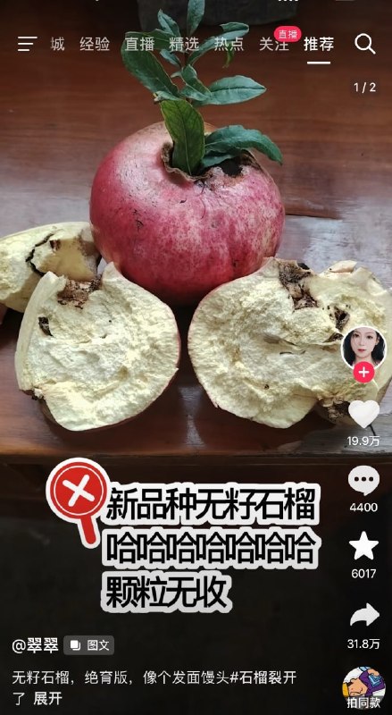 无籽…石榴……？😦from 平壤卫视无籽…石榴……？😦from 平壤卫视