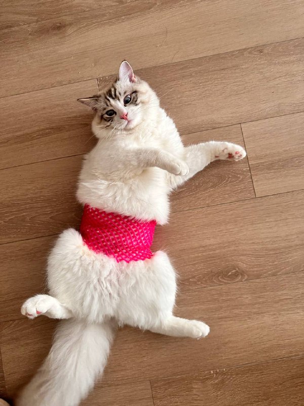 #猫耳 #渔网 #情趣装 #束缚 