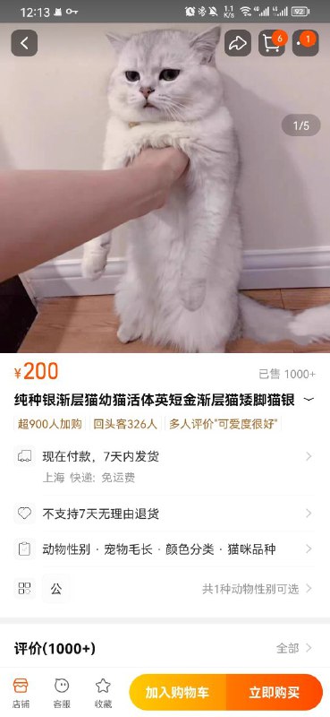 猫