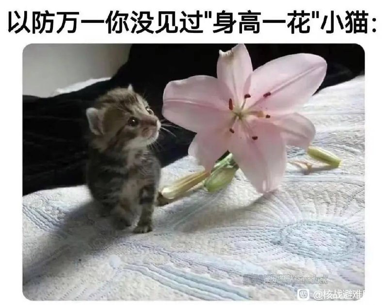 via 犯罪嫌疑人张某