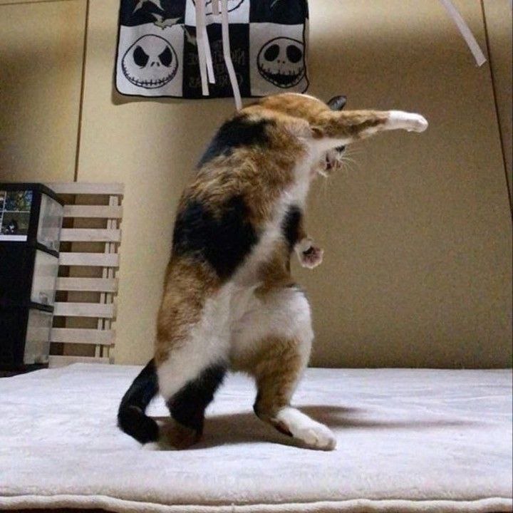 谁给猫猫P个龟派气功from ，アイルーBOT🐱🐱 高强度网上冲浪版