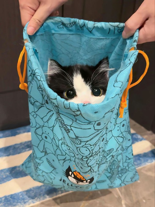 猫猫！猫猫！