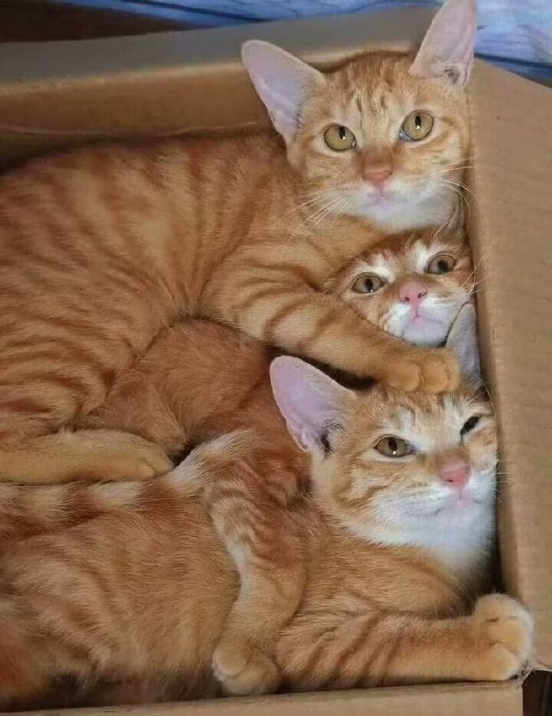 一箱橘子from 猫猫窝🐈🐈‍⬛一箱橘子from 猫猫窝🐈🐈‍⬛