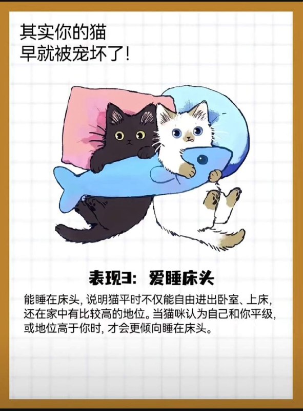 from 猫猫窝🐈🐈‍⬛from 猫猫窝🐈🐈‍⬛