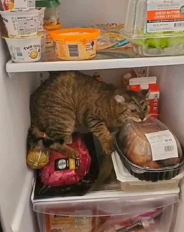 from 猫猫窝🐈🐈‍⬛️
