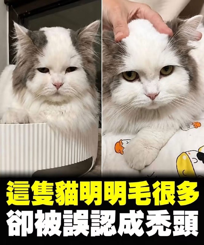 from 猫界王朝 TheCatdomDynastyfrom 猫界王朝 TheCatdomDynasty