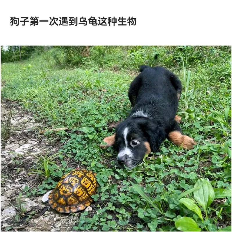 via 7号沙雕网友