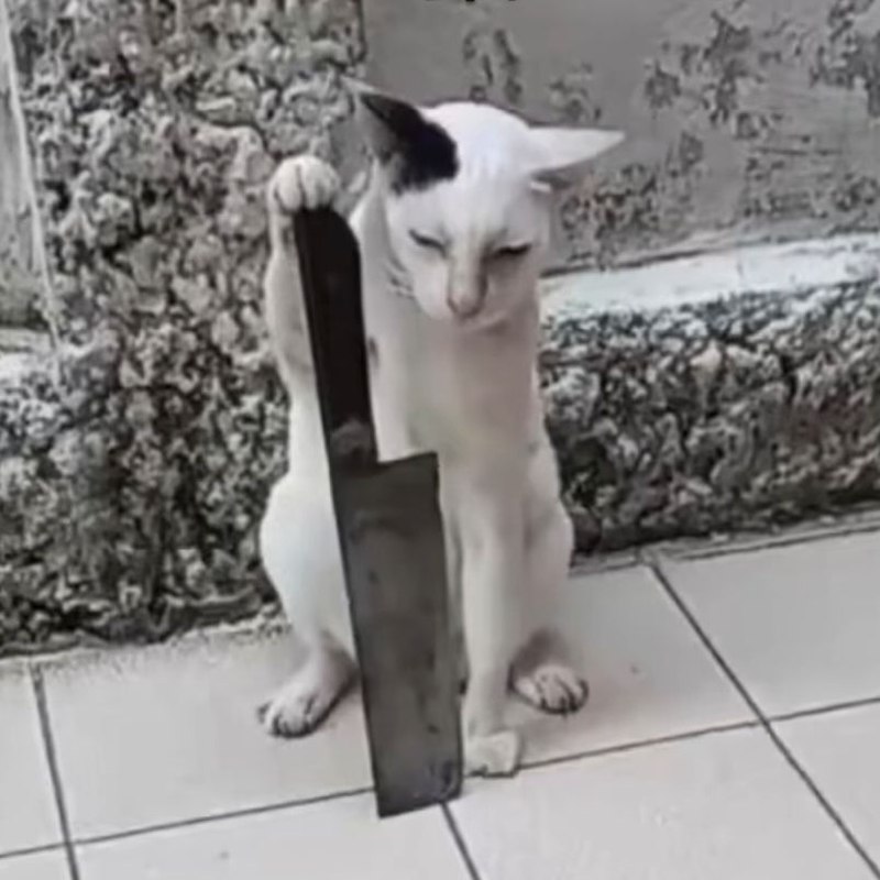 via 兔 小兔via 兔 小兔