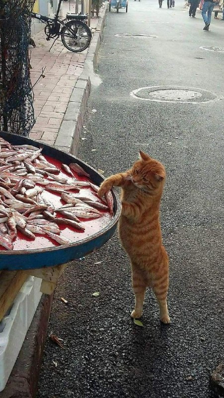 它偷小鱼