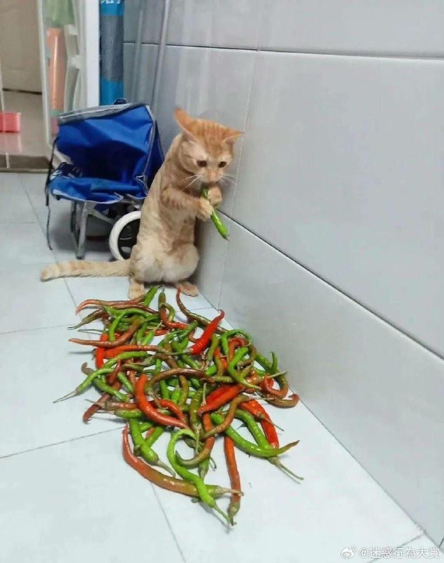 害怕.cat害怕.cat