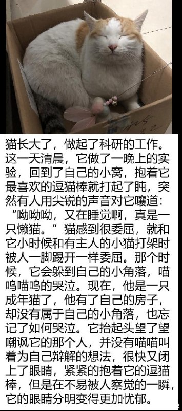 实验室的猫给实验室的猫做了一个memefrom 猫猫窝🐱