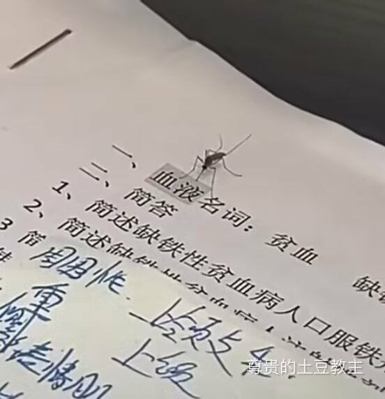 看来不是蚊盲