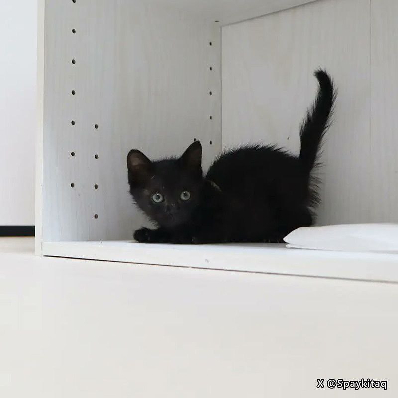 from 猫猫窝🐈🐈‍⬛from 猫猫窝🐈🐈‍⬛