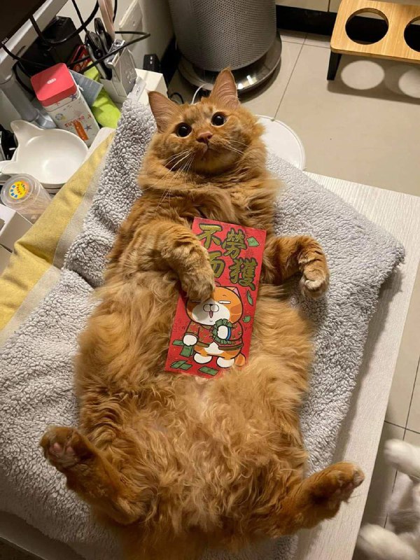 from 猫猫窝🐱